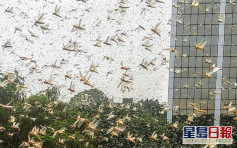 成千上萬蝗蟲入侵印度首都近郊 場面駭人