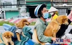 越南夫妻染疫隔離 12愛犬竟因防疫遭撲殺