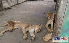 蘇丹園區5非洲獅子骨瘦如柴 網民聯署盼拯救