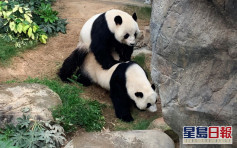 又中空宝 海洋公园指大熊猫盈盈今年并未怀孕