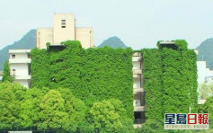 绿色瀑布 贵州高校9层图书馆被爬山虎占领