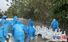 台灣雲林縣鵝場爆發H5N2禽流感 撲殺逾千隻鵝