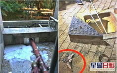 【維港會】居民將魚沖落馬桶累塞渠 低層污水倒灌入屋