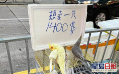 【Juicy叮】元朗疑有人非法售賣鸚鵡 羽毛有被剪痕跡