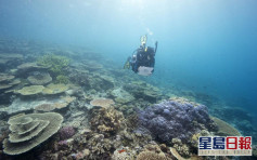 10年內全球14%珊瑚死亡 氣候暖化水溫上升為元兇