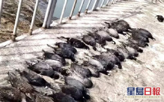 湖北數十國家級保護野鳥遭毒殺 警拘2村民