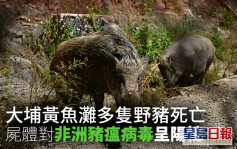 大埔黃魚灘多隻野豬死亡 屍體對非洲豬瘟病毒呈陽性
