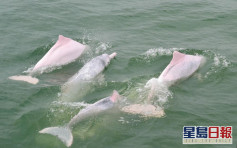 綠惜地球：過去25年港府7大環保成績僅3項進步 白海豚數目岌岌可危