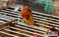 丹麥及波蘭爆禽流感 港暫停進口禽產品