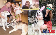 愛犬患淋巴癌第5期  許亦妮自責生女後忽略照顧狗狗 