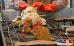 曾往深圳7歲童感染H9禽流感 當地家居有散養家禽
