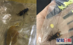 【維港會】網民捕獲野生黃蜂當寵物養 入保鮮袋餵西芹生雞扒