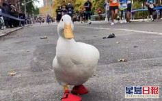 鴨選手亂入紐約馬拉松 可愛跑姿迷倒大量網民