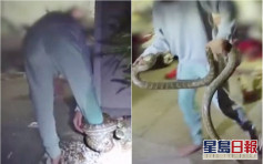 3米巨蟒被愛貓逼牆角 澳洲女子心軟解救反被緊纏