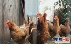 日本禽流感蔓延 兵库县养鸡场14万只鸡将被扑杀