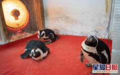 企鵝難抵成都寒流 動物園內圍爐取暖