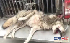 湖北鄂州一只狼逃出动物园 负责人：它是狗狼杂交攻击性很低
