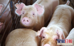中国已研发非洲猪瘟疫苗 具备大规模生产条件