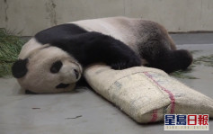 贈台大熊貓「團團」癲癇一天發作4次 躺地翻滾後肢無力