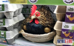 台灣賣場「守護雞」藏身蛋盒間 網民：不然店家哪來的雞蛋賣