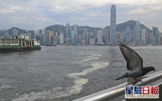 香港海面過去一周發現11宗紅潮