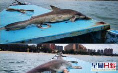 黃金泳灘防鯊網外發現鯊魚屍體