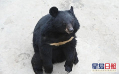 成都黑熊懂站立挥手惹质疑 饲养员：游客不恰当投喂所致