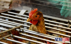 巴基斯坦爆發禽流感 港暫停進口禽類產品