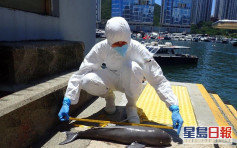 香港仔南避風塘發現江豚屍體 本年度第26宗