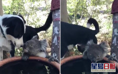 【澳洲山火】動物守望相助 小狗樂與樹熊共喝同一缸水