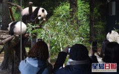 日本上野動物園雙胞胎熊貓與遊客見面 每人限時1分鐘