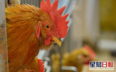 俄羅斯基洛夫州爆高致病性H5N1禽流感 港停進口疫區禽類產品