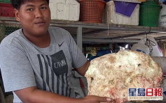 泰国渔民岸边拾获7kg鲸鱼呕吐物 价值高达21万英镑