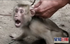 泰国猴子沦摘椰子奴隶 失自由遭剥牙变精神失常
