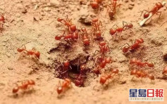 红火蚁入侵12省份 专家：被咬一口或可致命