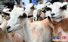 坦桑尼亞疑進口問題檢測劑 山羊及木瓜都呈陽性反應