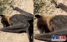 印度逾200隻蝙蝠集體暴斃引恐慌 疑遭44度高溫致腦死亡