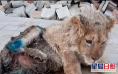 俄羅斯幼獅遭殘忍打斷腿供遊客合照 普京震驚下令徹查