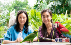 葛珮帆與郭秀雲拍片呼籲保護鸚鵡 擬成立新組織「香港鸚鵡救援」