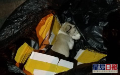 狗狗被遺棄於密封垃圾袋 獲好心人相救