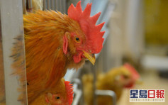 广西增一人感染甲型禽流感 衞生防护中心吁时刻保持衞生