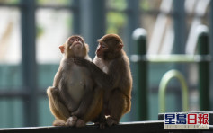 美研究指猴子染疫后产生抗体 疫苗有望成功