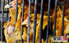波蘭部分地區爆禽流感 港暫停進口禽類產品 