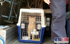负责人疑涉走私猫狗被捕 屯门宠物酒店：无参与走私活动