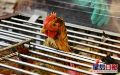 波蘭再有地區爆發H5N8禽流感 港暫停進口禽類產品