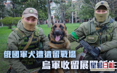 俄烏局勢｜俄軍犬遭遺棄烏軍收留 重新訓練展開新任務 