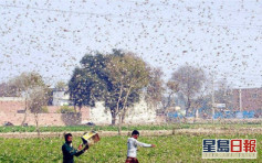 巴基斯坦蝗虫肆虐 中国拟「10万鸭兵」出征灭蝗