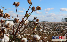 美國禁止新疆棉花紡織品等貨品進口 全球時裝業將受衝擊