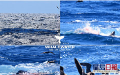 【片段】澳洲海岸75条杀人鲸围攻16米蓝鲸 生死搏斗4小时