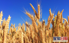 商務部對澳洲進口大麥徵收反傾銷稅